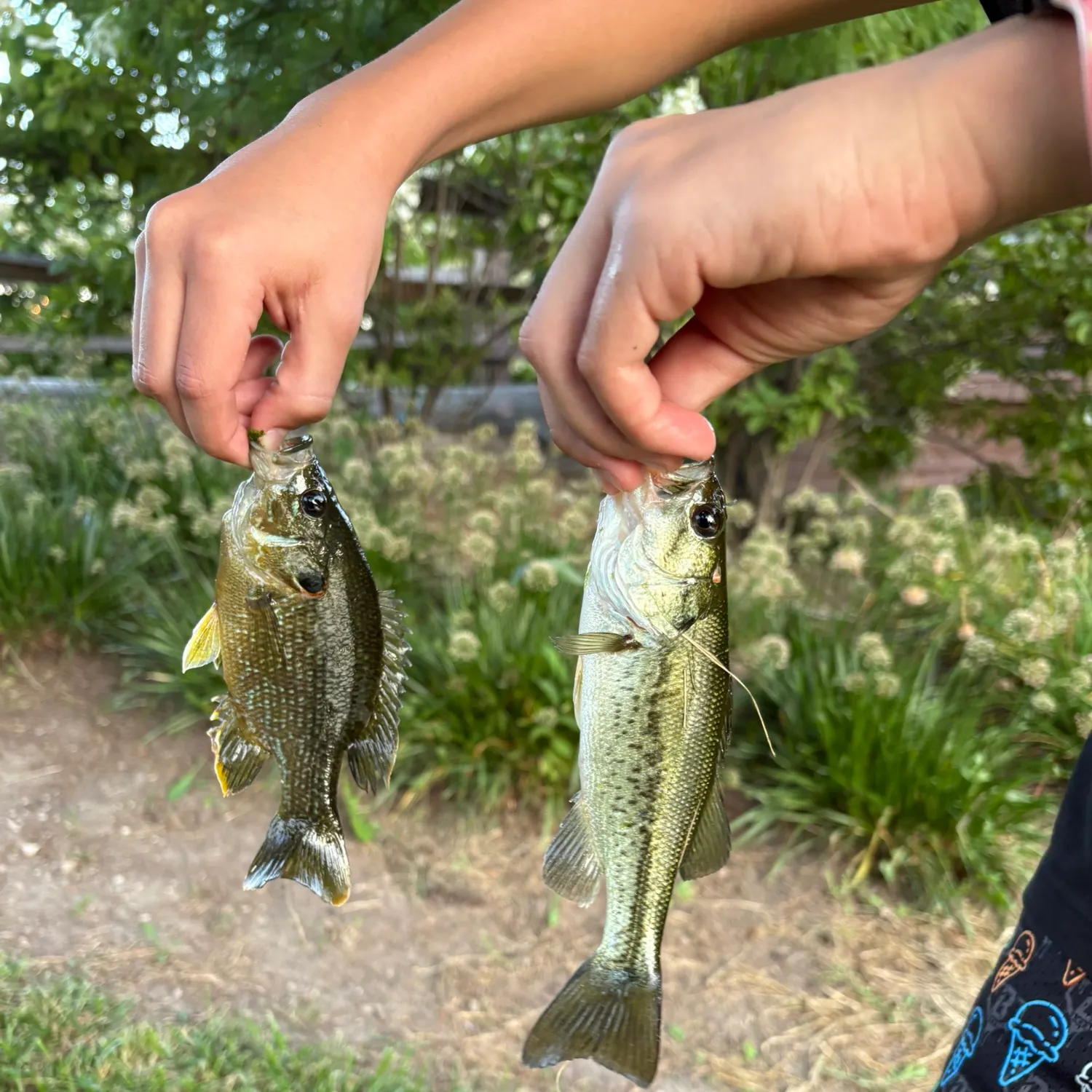 Fish caught on Fishbrain