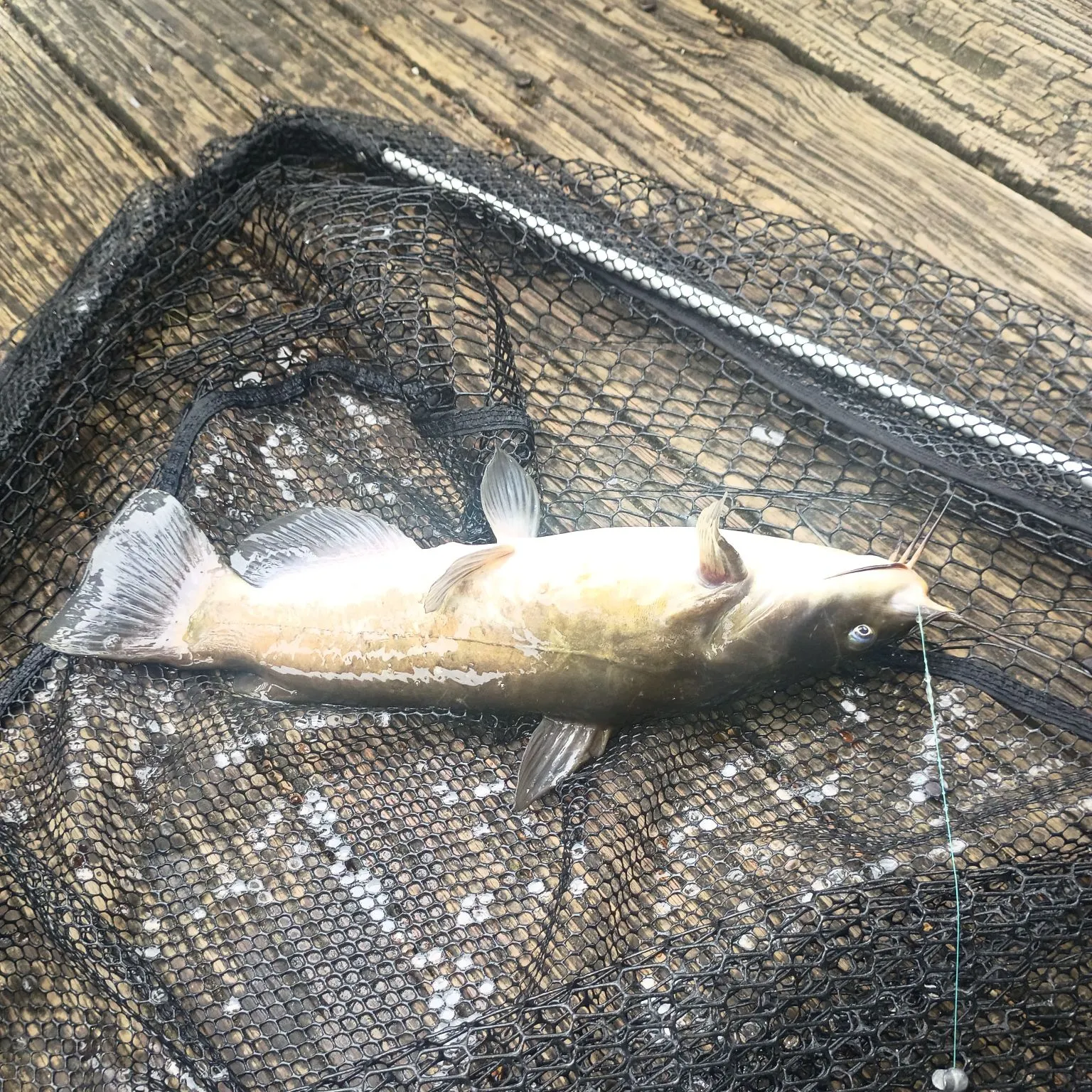 Black bullhead caught on Fishbrain