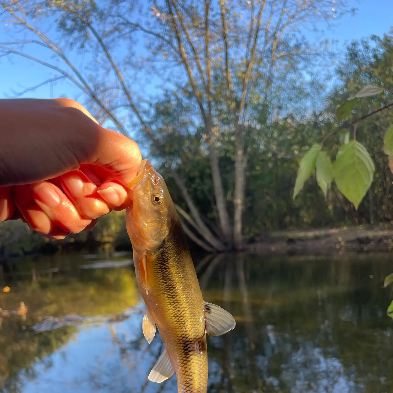 Creek chub caught on Fishbrain