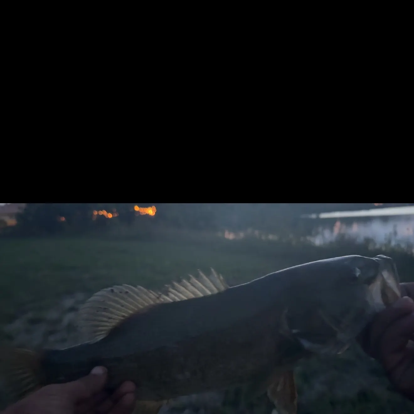 Smallmouth bass caught on Fishbrain