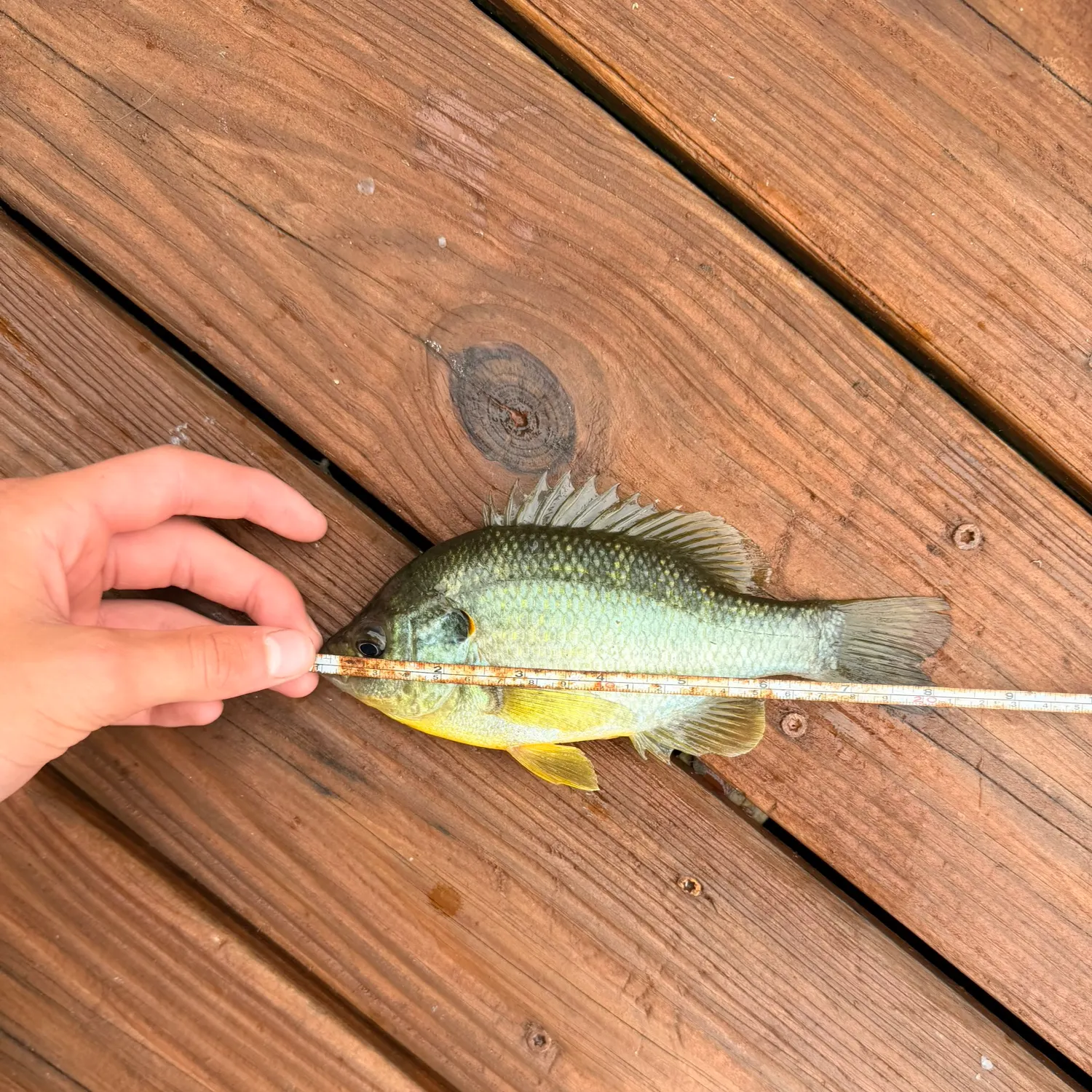 recently logged catches