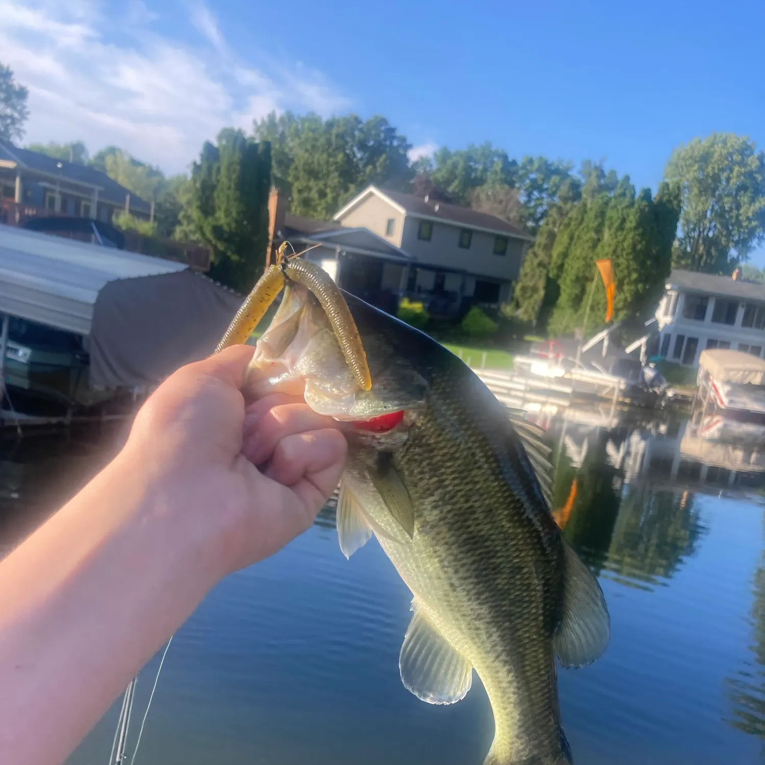 Largemouth bass caught on Fishbrain