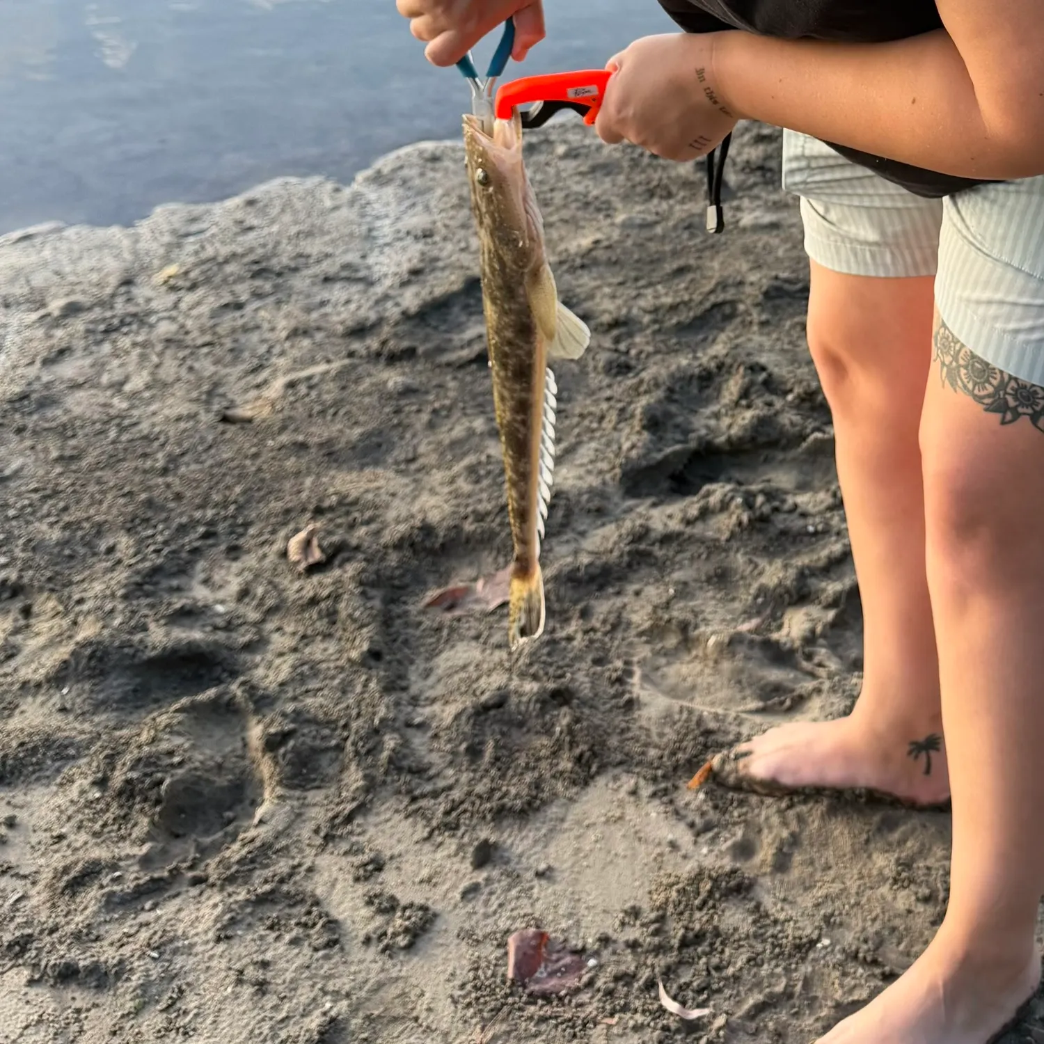 The most recent Dusky flathead catches on Fishbrain