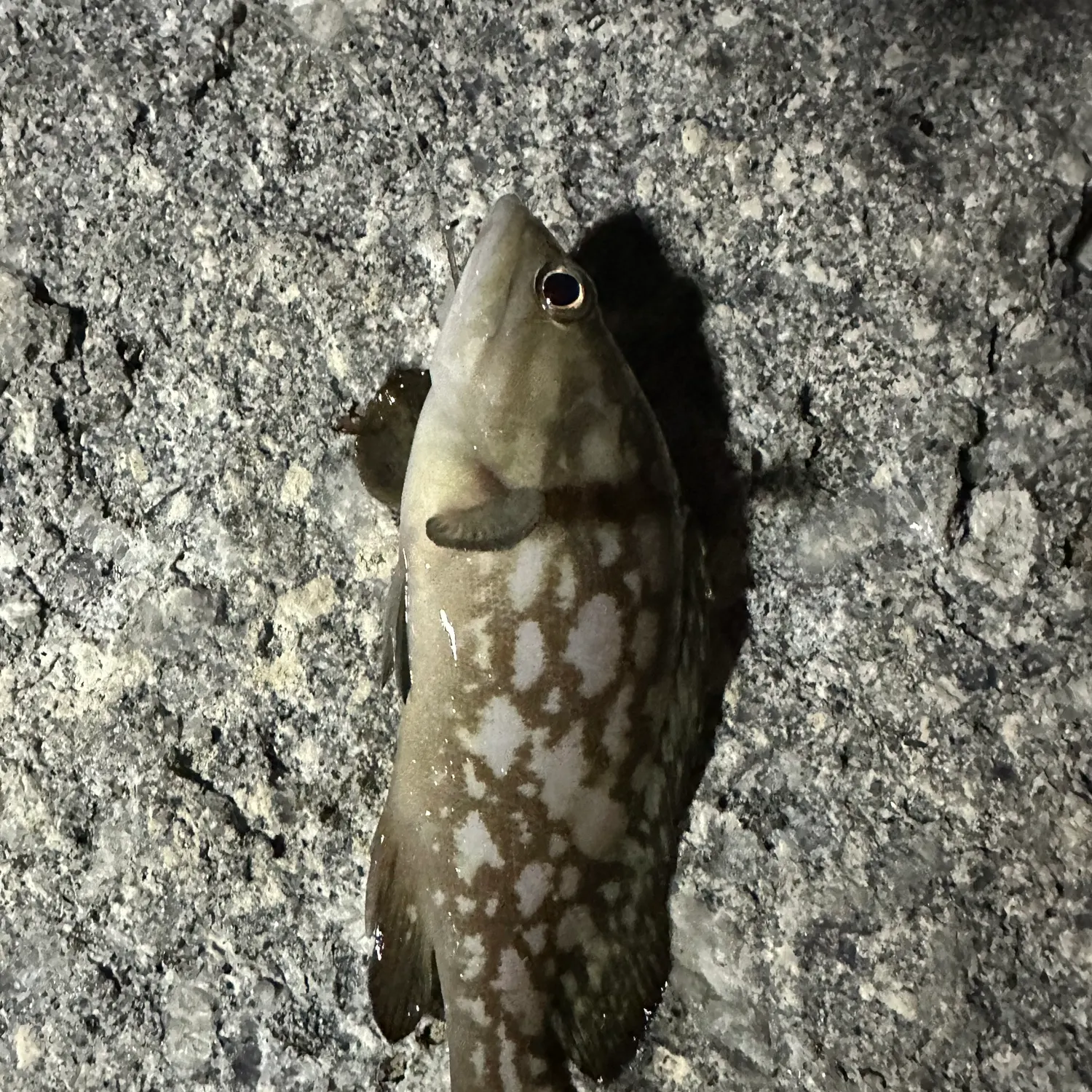 The most recent Malabar grouper catches on Fishbrain