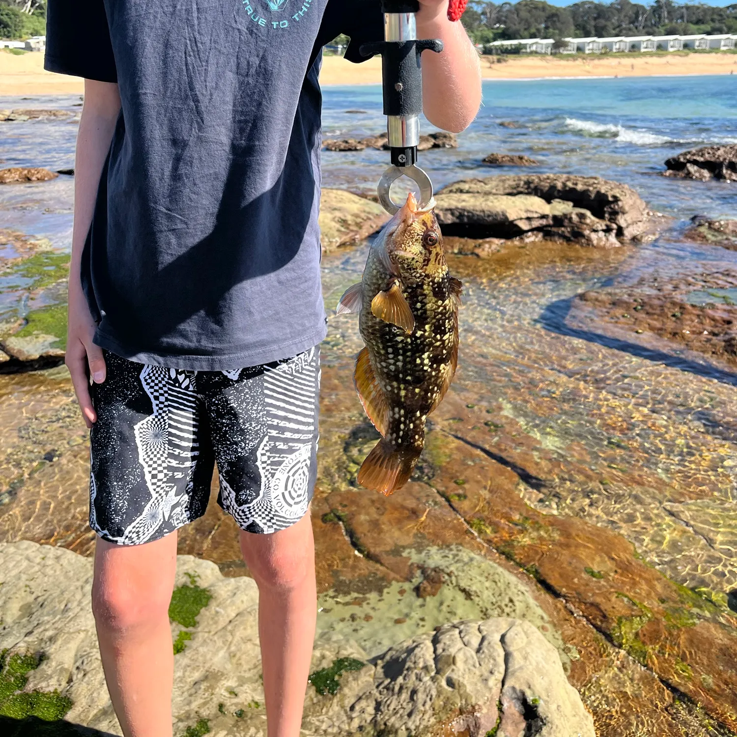 The most recent Weed wrasse catches on Fishbrain