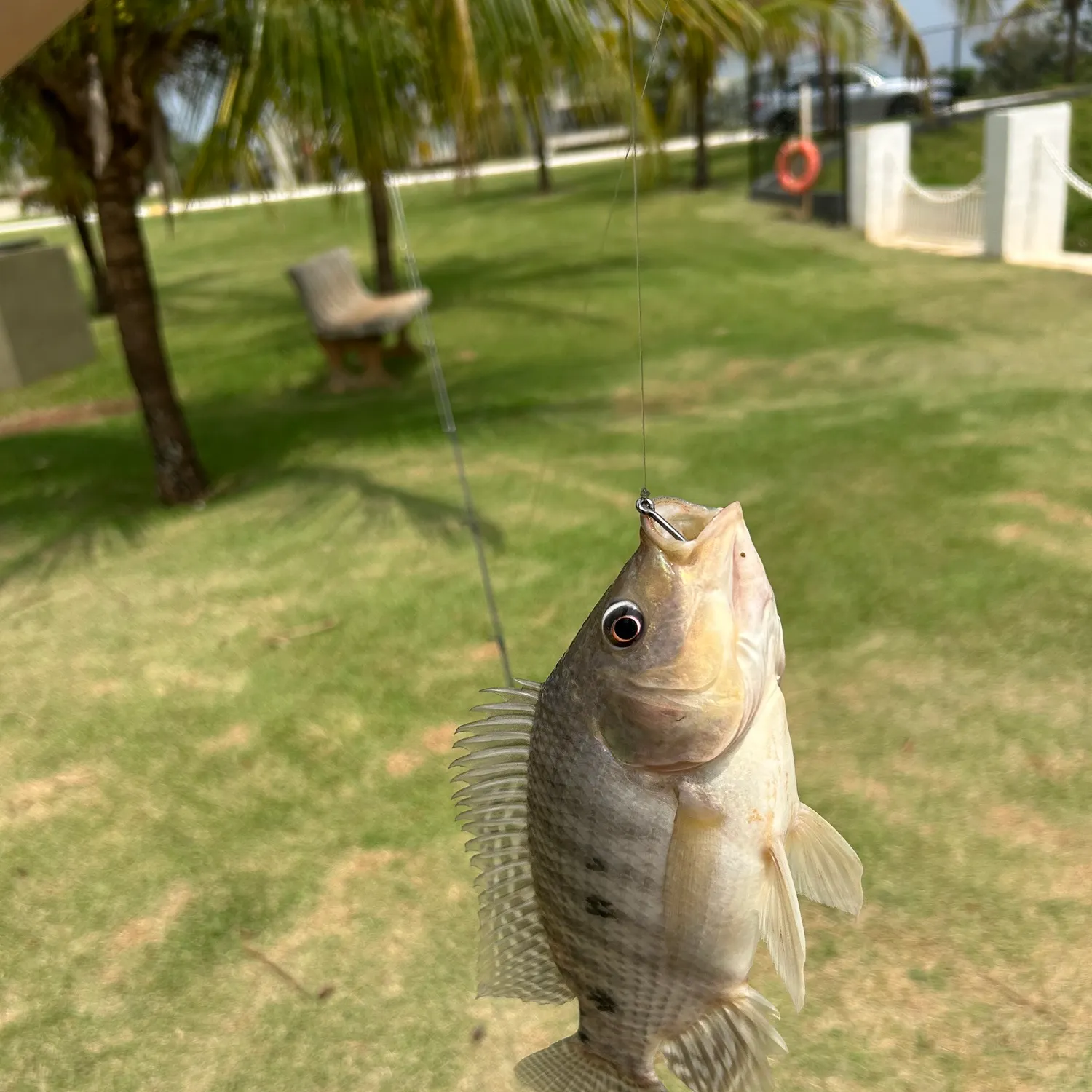 Nile tilapia caught on Fishbrain