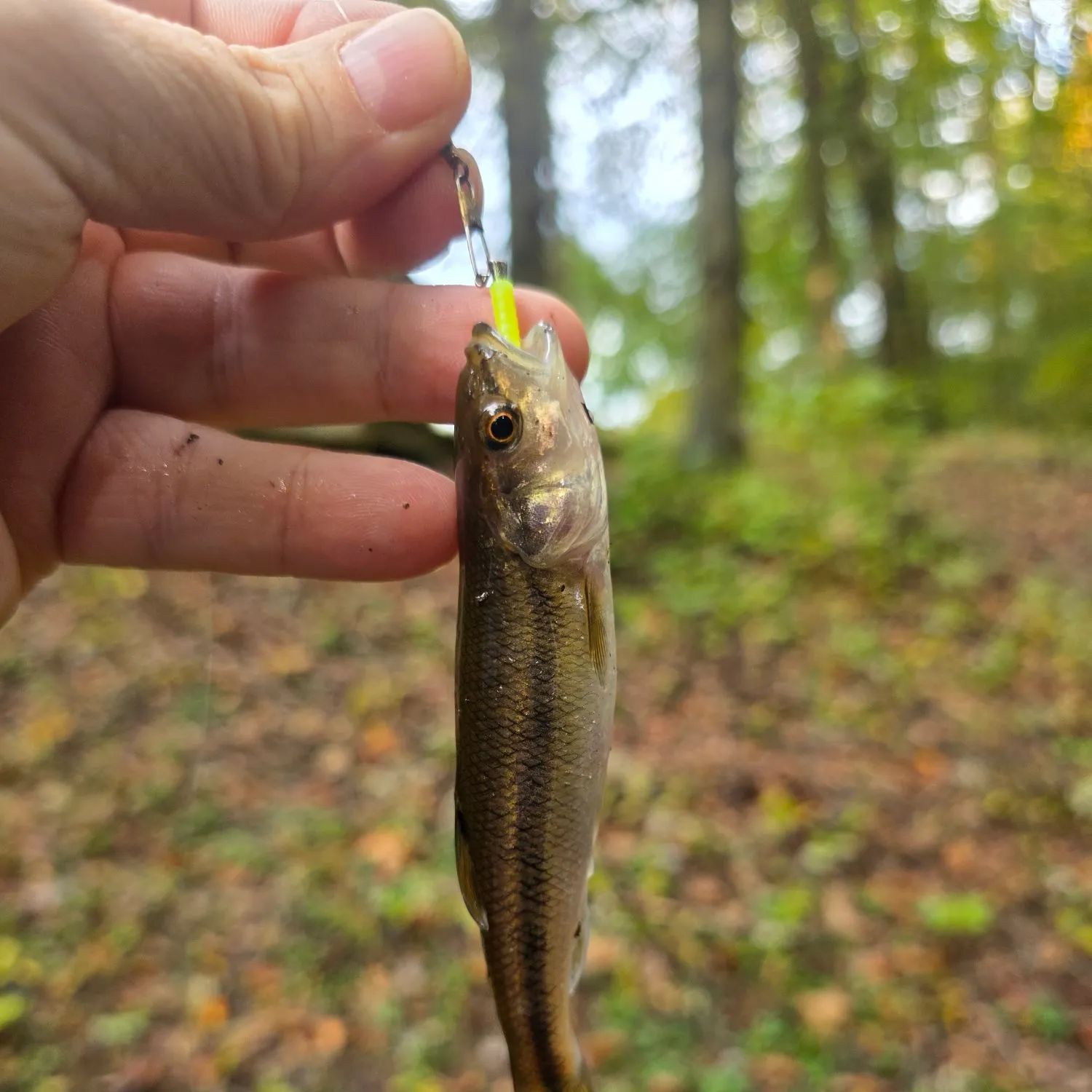 Creek chub caught on Fishbrain