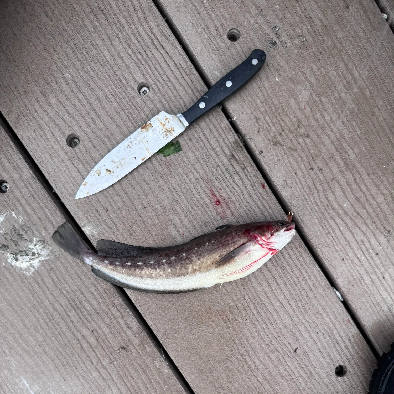 Spotted hake caught on Fishbrain