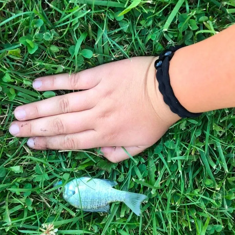 Blue tilapia caught on Fishbrain