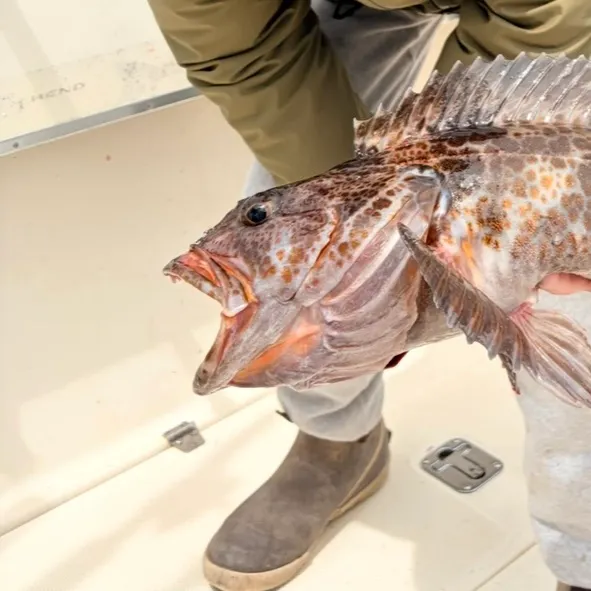 Fishing for Black rockfish near you