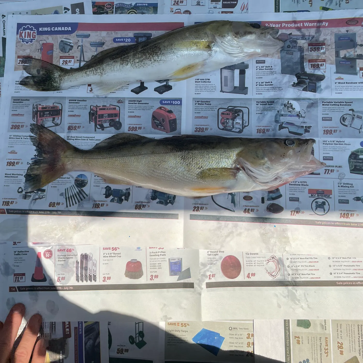 recently logged catches