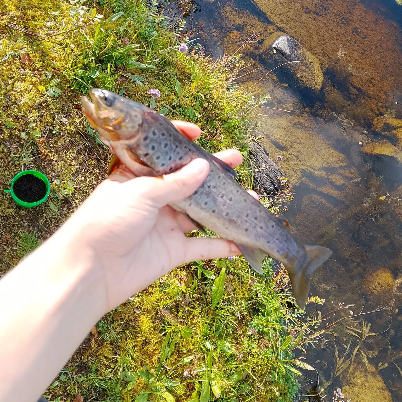 Brown trout caught on Fishbrain