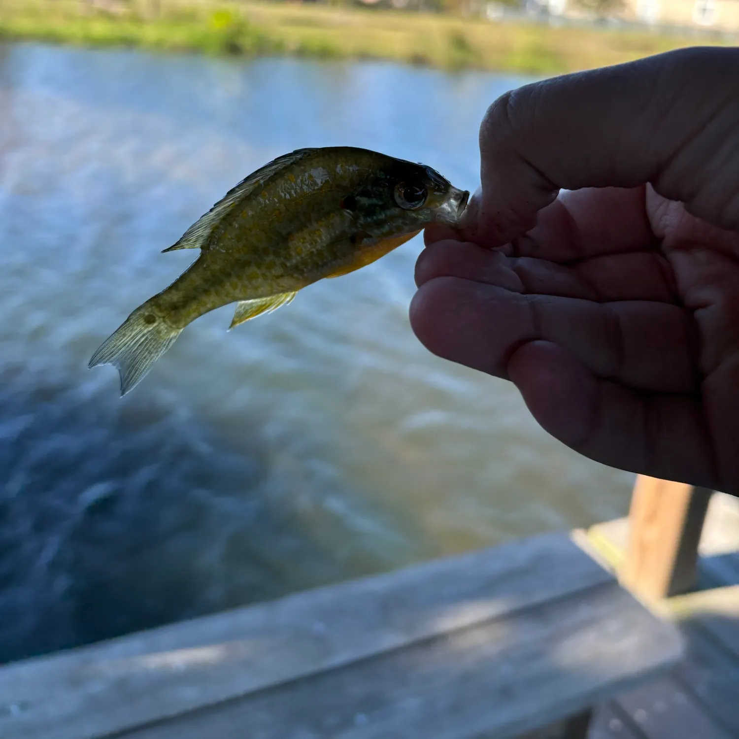 Redear sunfish caught on Fishbrain