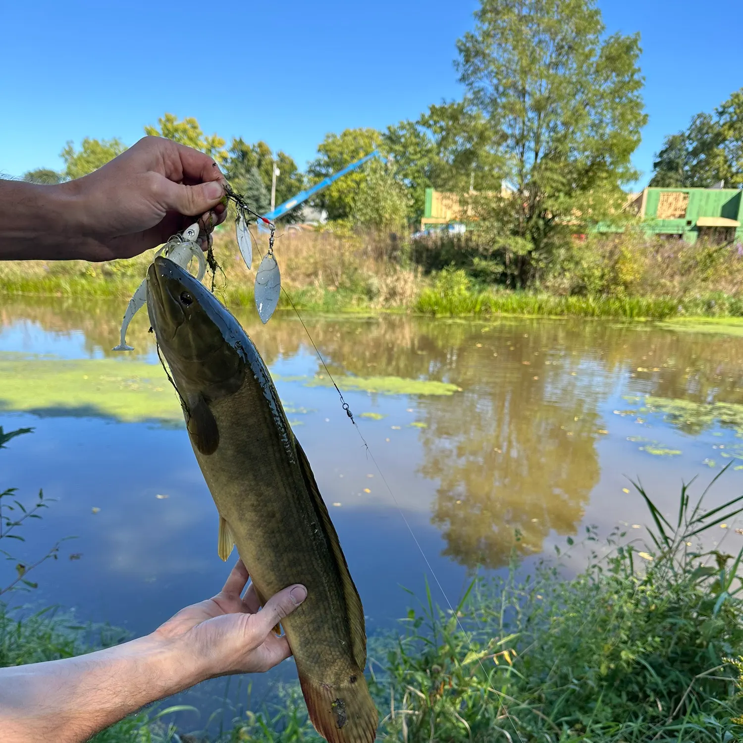 Eyetail bowfin caught on Fishbrain