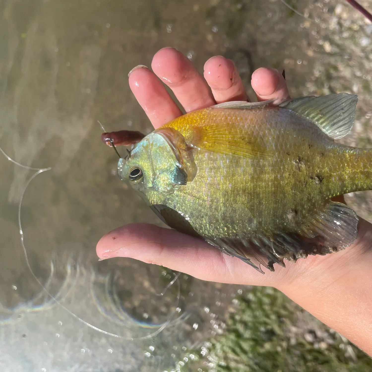 Bluegill caught on Fishbrain