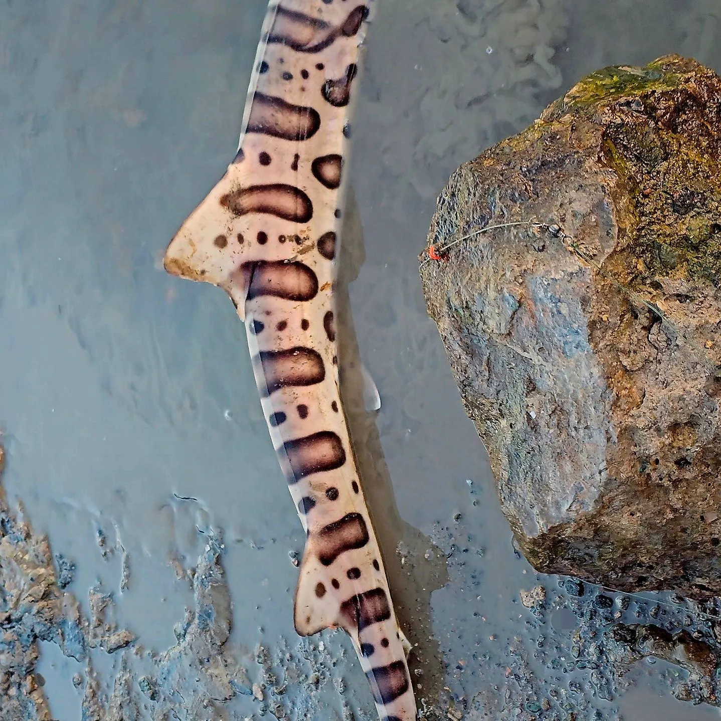 Leopard shark caught on Fishbrain