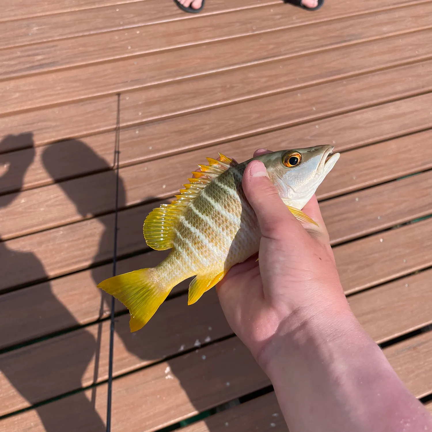 The most recent Yellowtail snapper catches on Fishbrain