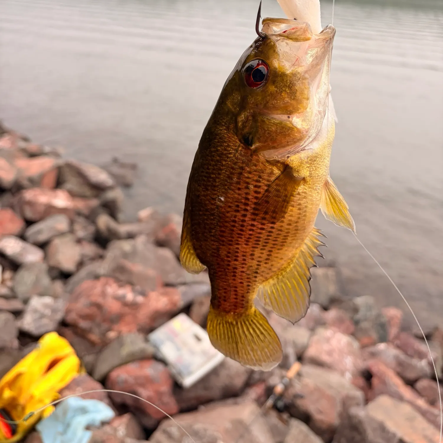 Rock bass caught on Fishbrain