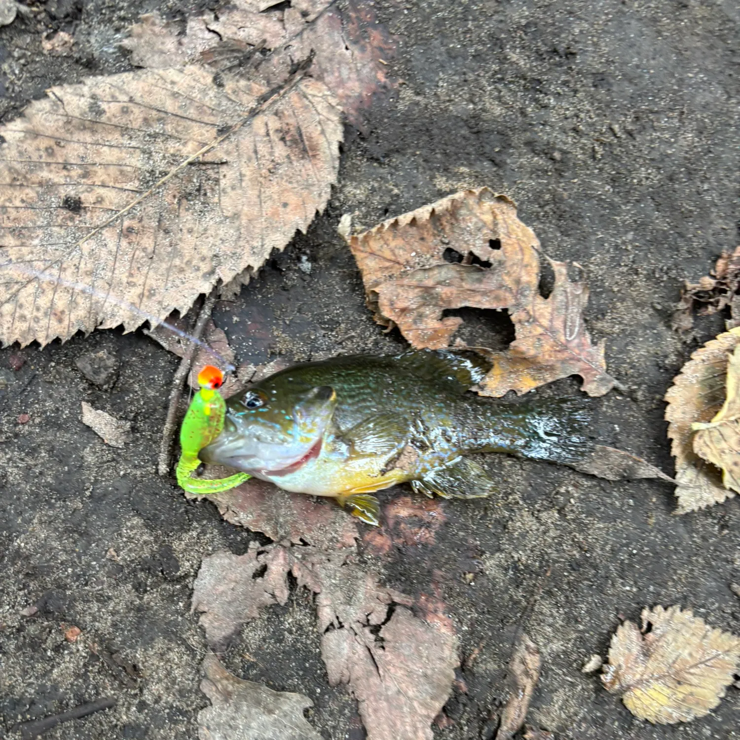 Green sunfish caught on Fishbrain