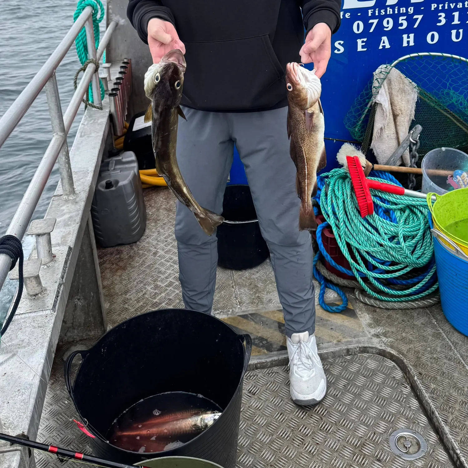 The most recent Alaska pollock catches on Fishbrain