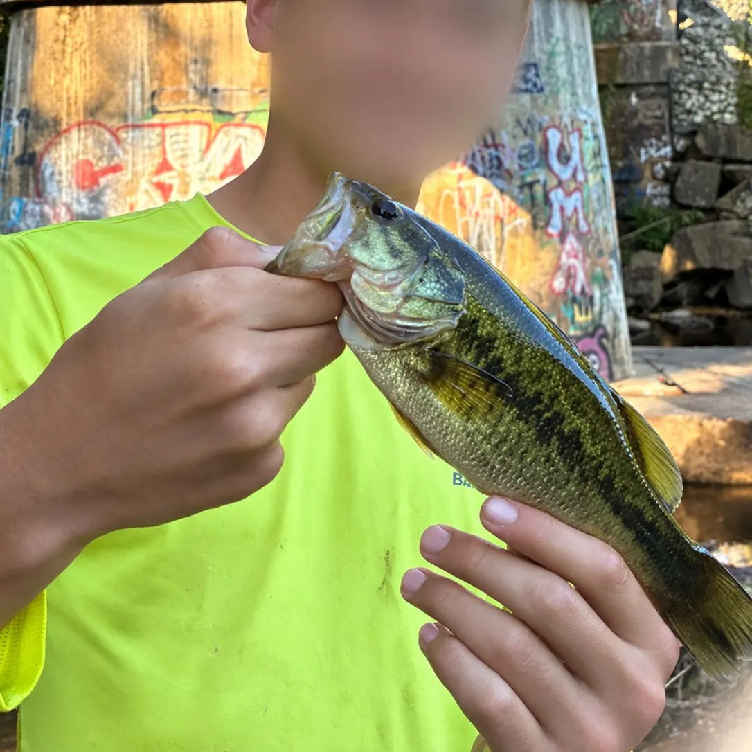 Spotted bass caught on Fishbrain