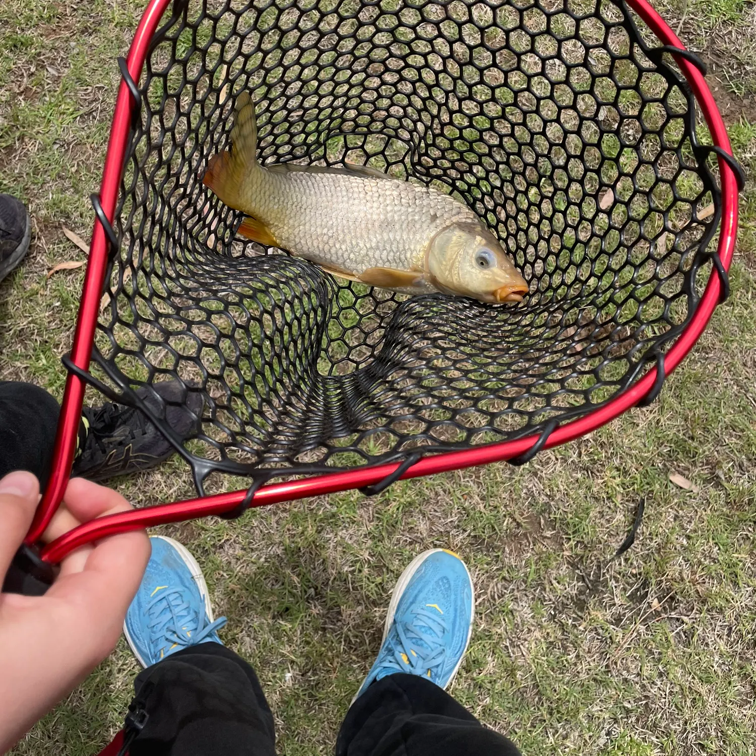 Common carp caught on Fishbrain
