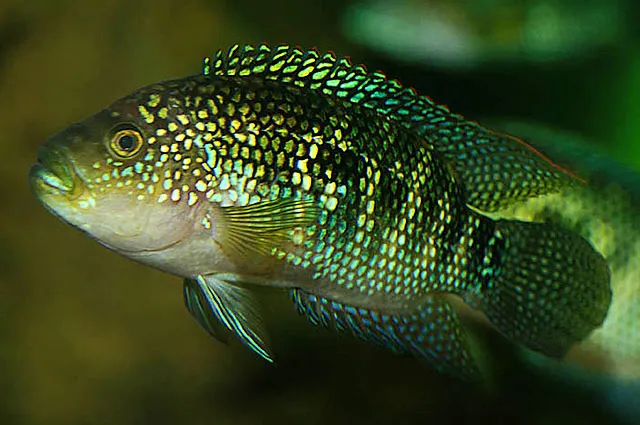 Jack Dempsey cichlid