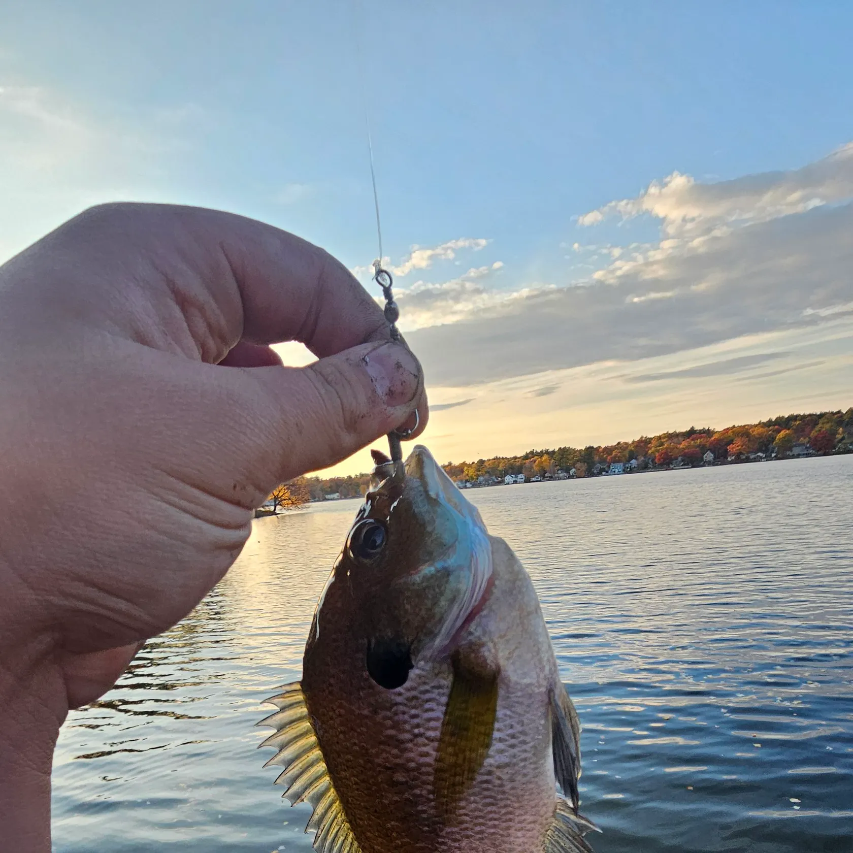 Bluegill caught on Fishbrain