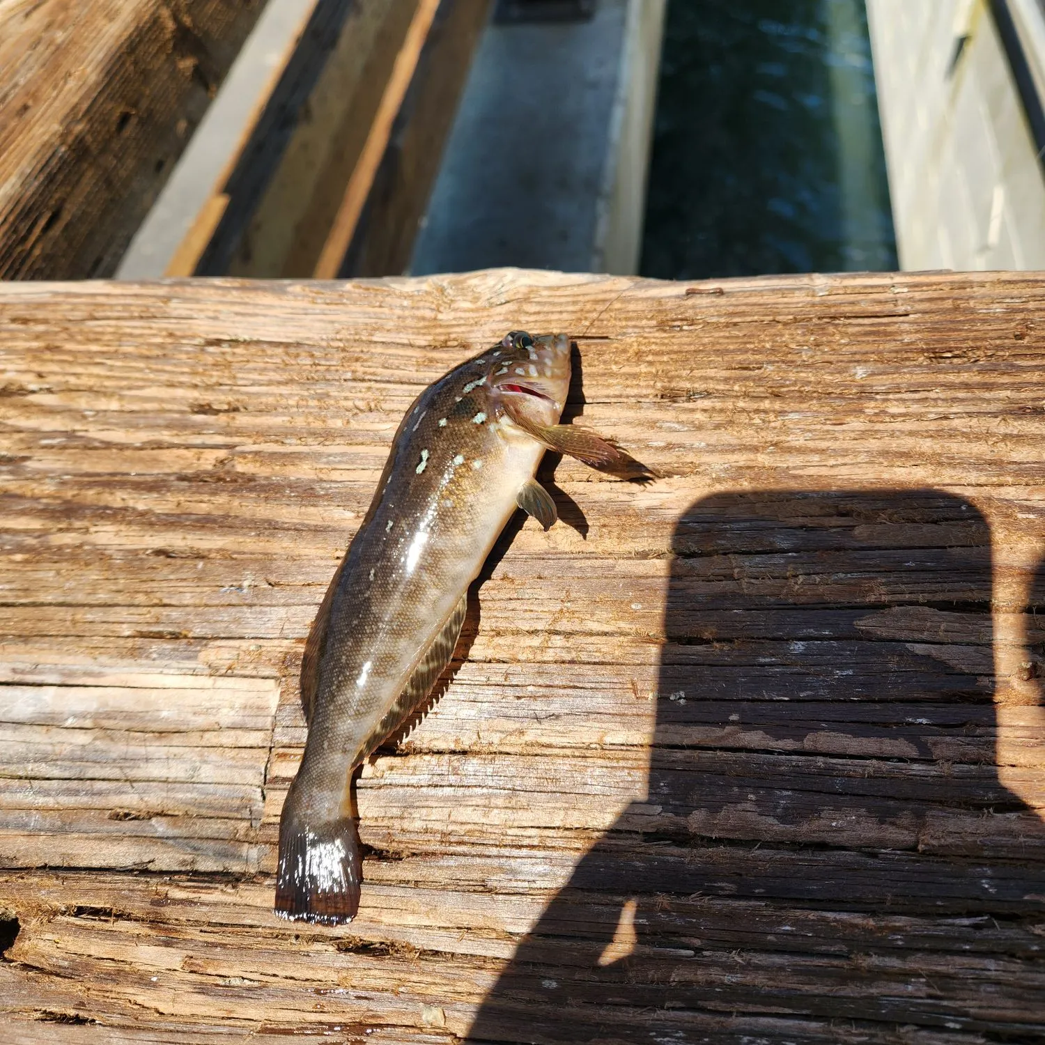 The most recent Kelp greenling catches on Fishbrain