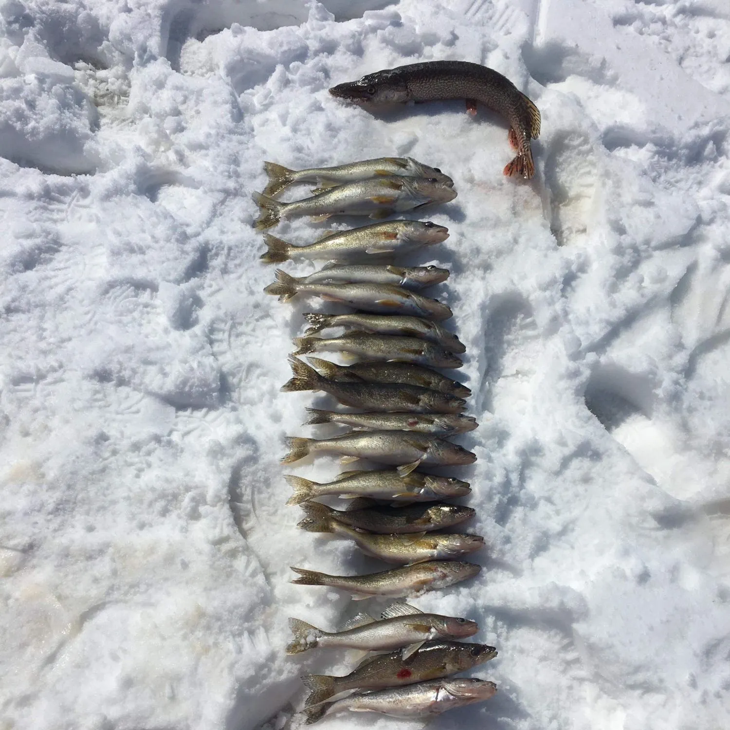 recently logged catches