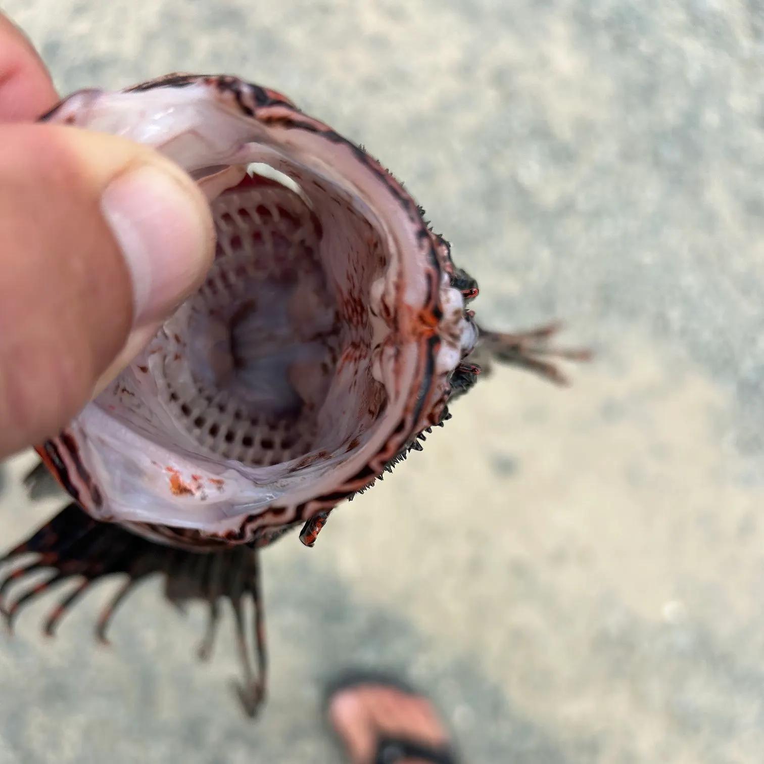The most recent Red lionfish catches on Fishbrain
