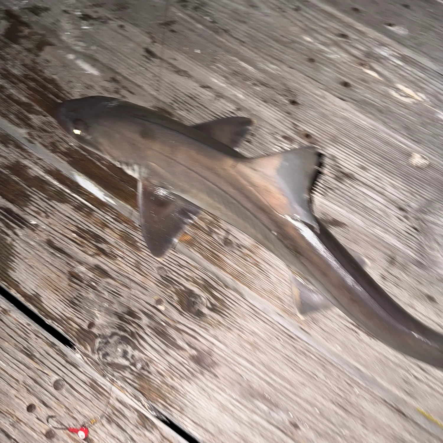 Grey smooth-hound caught on Fishbrain