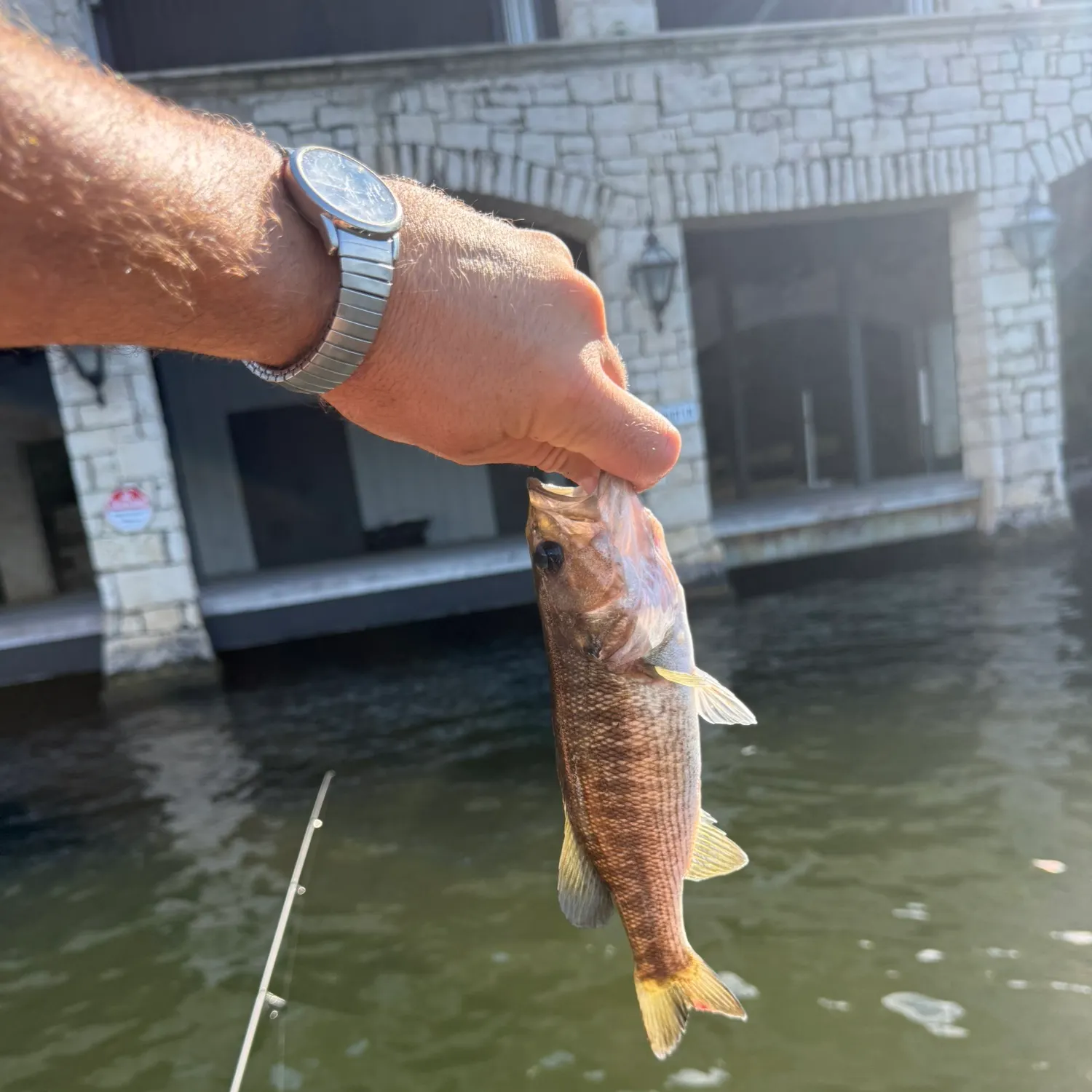 The most recent Guadalupe bass catches on Fishbrain