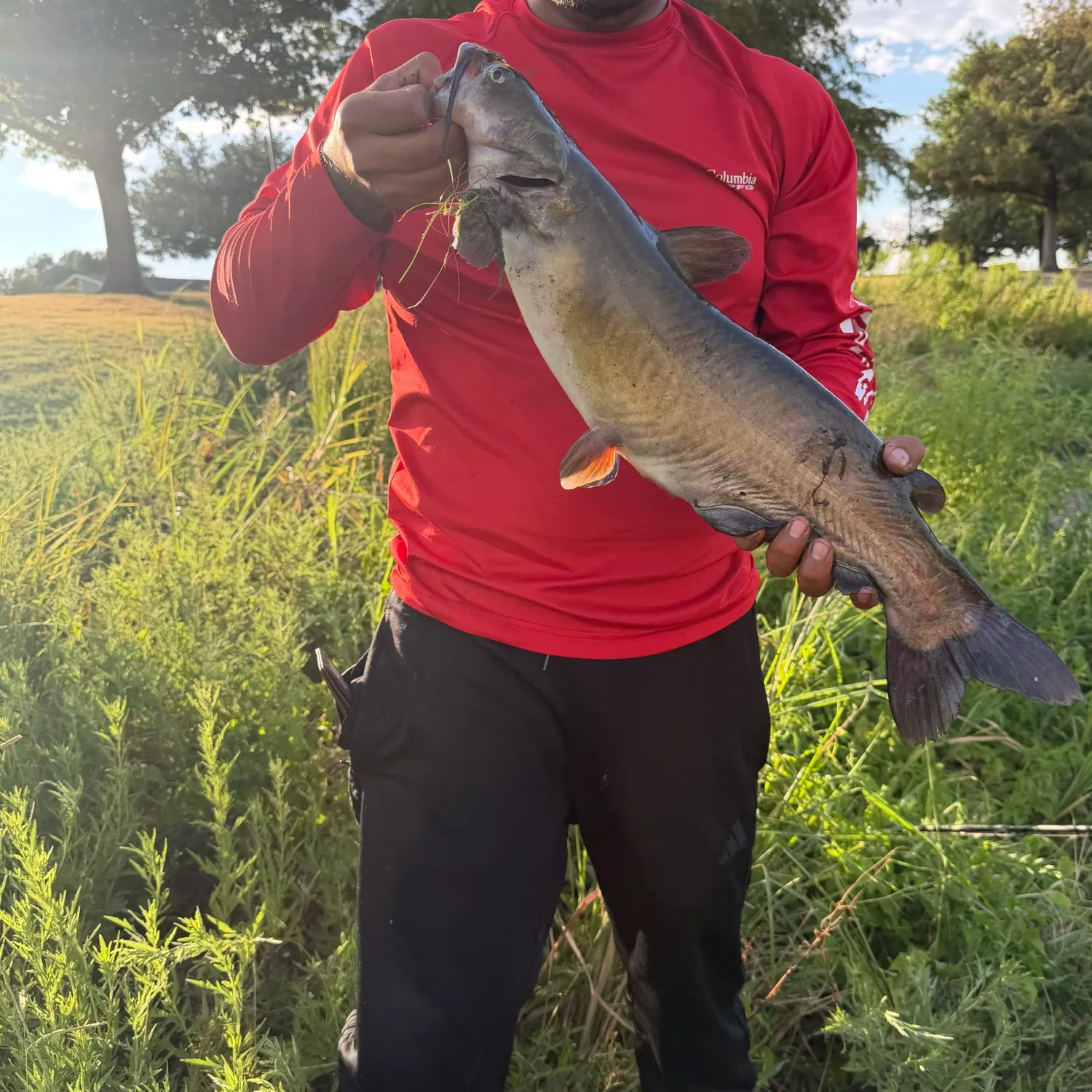 Channel catfish caught on Fishbrain