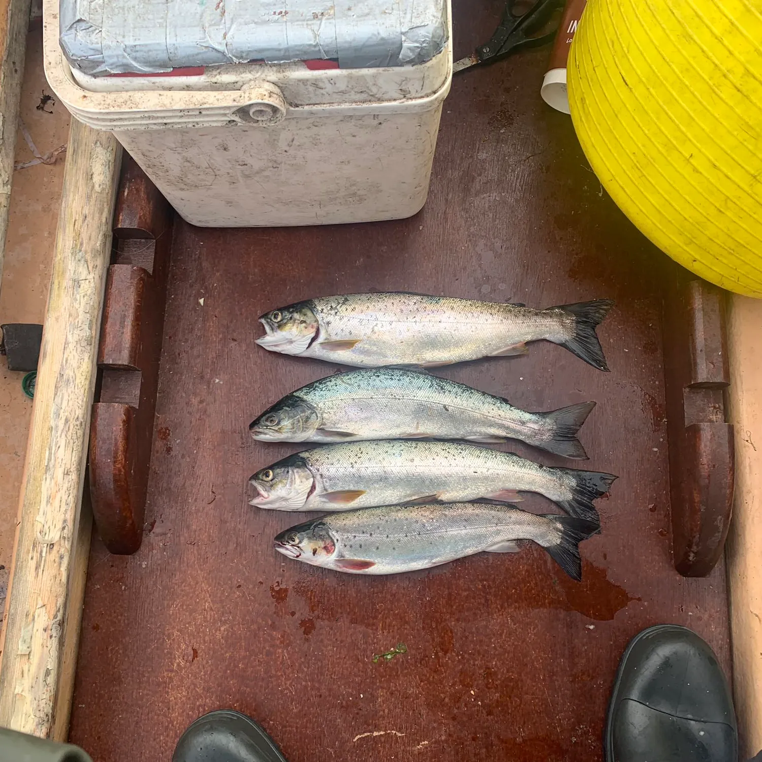 recently logged catches