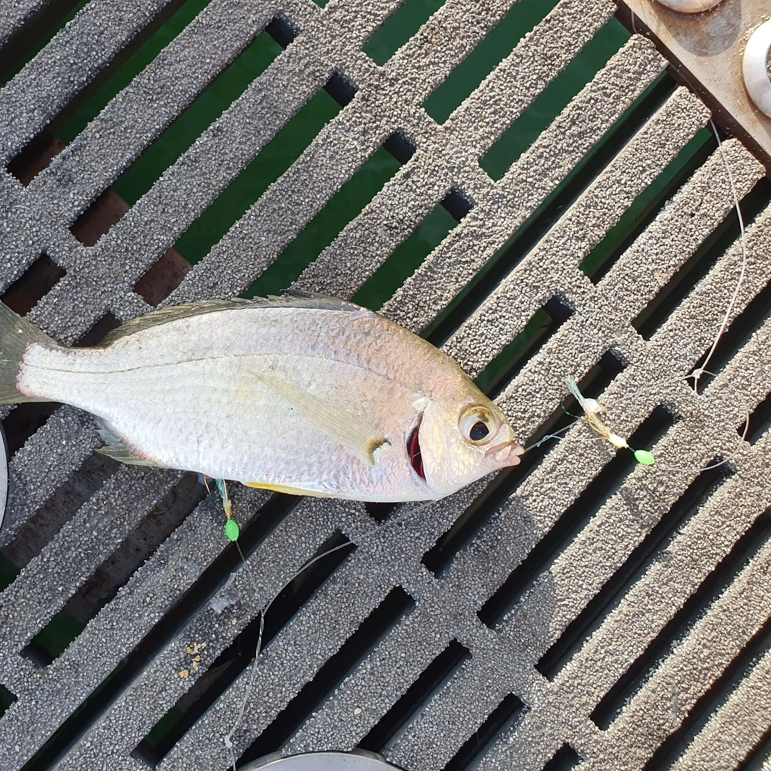 The most recent Common silver belly catches on Fishbrain