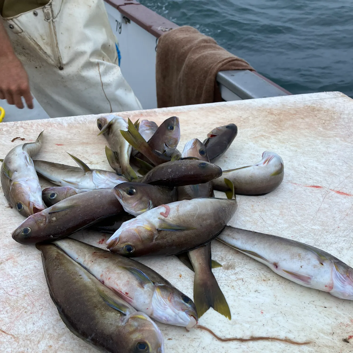 The most recent Ocean whitefish catches on Fishbrain