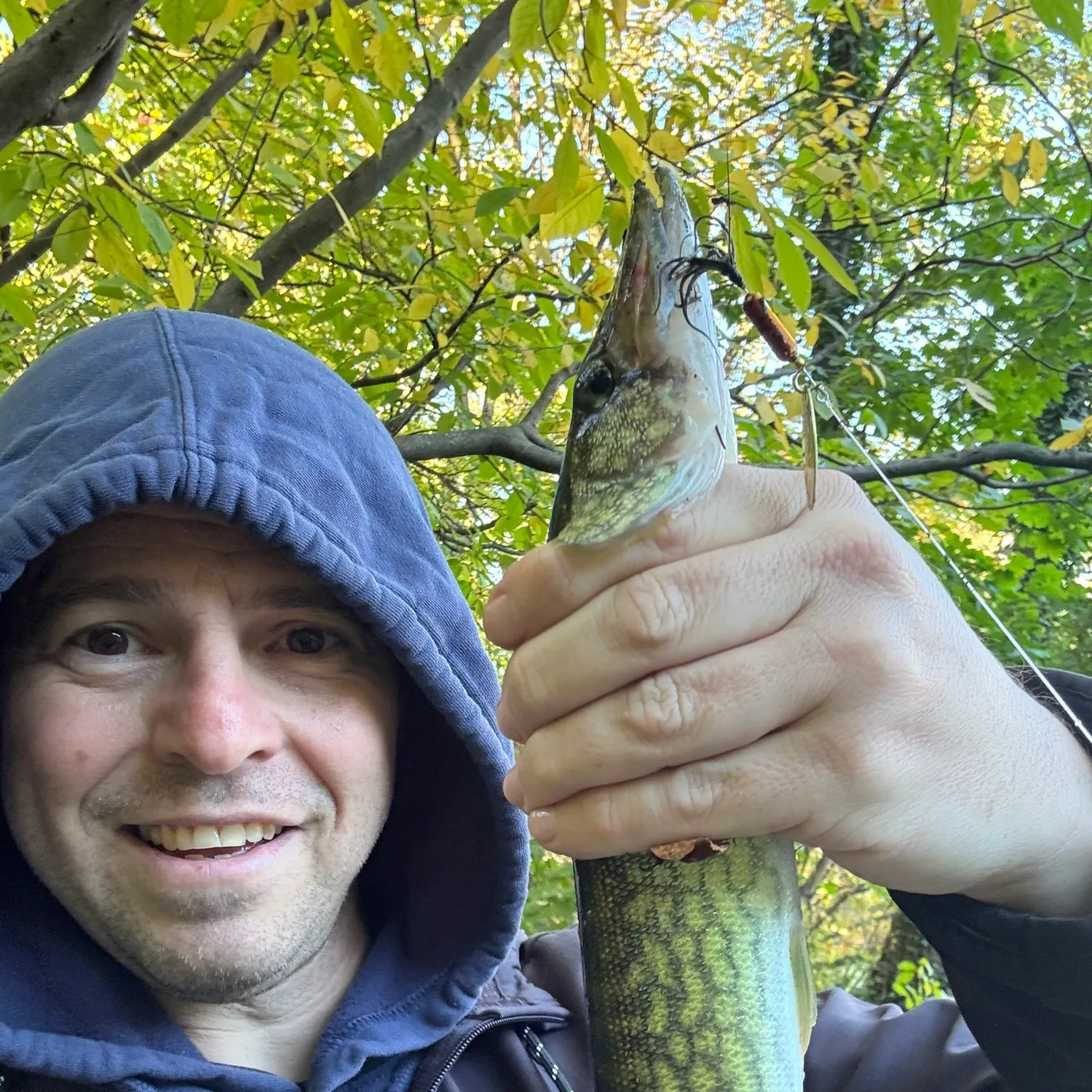 Chain pickerel caught on Fishbrain