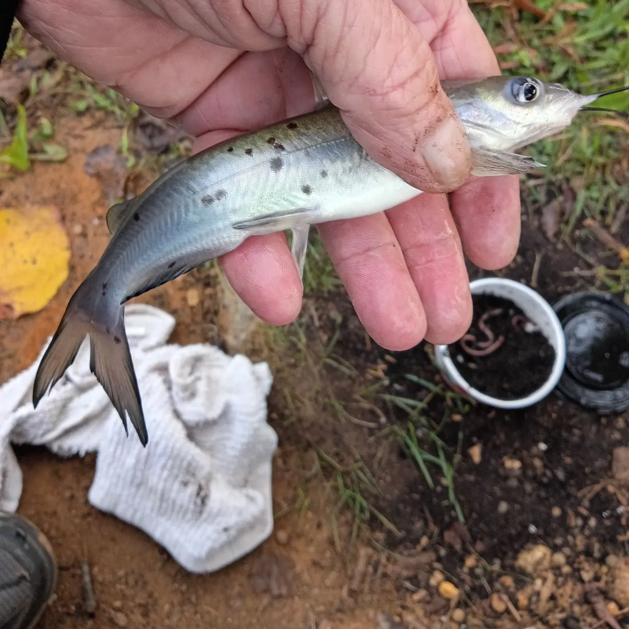 Channel catfish caught on Fishbrain