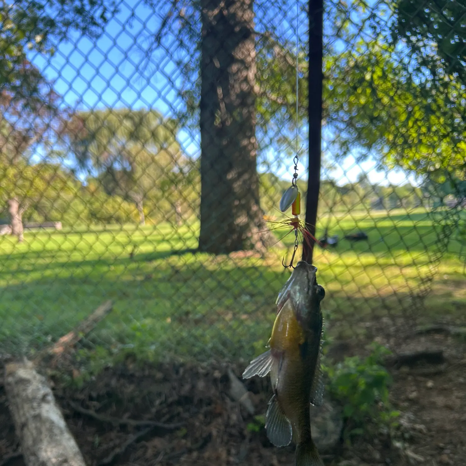 Bluegill caught on Fishbrain