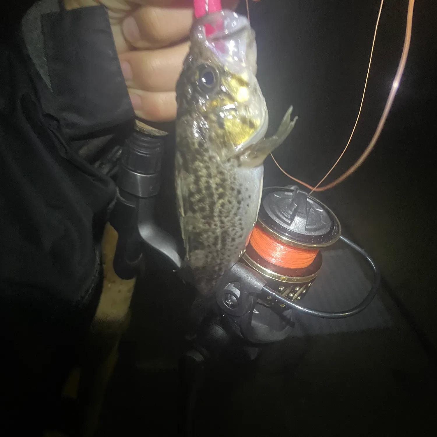 The most recent Japanese white seaperch catches on Fishbrain
