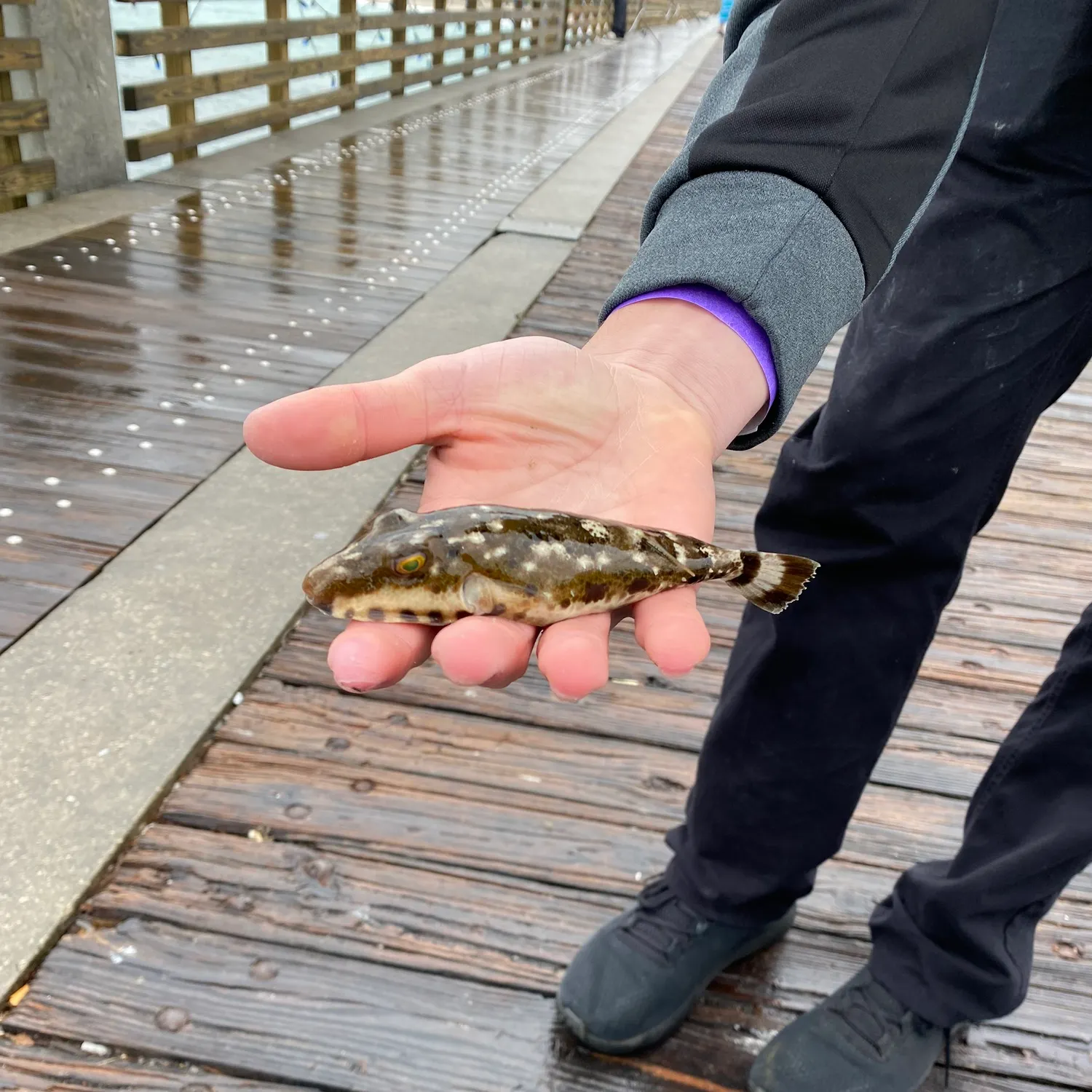 The most recent Bandtail puffer catches on Fishbrain