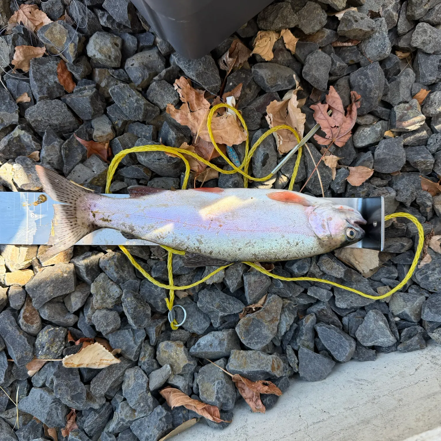 Rainbow trout caught on Fishbrain