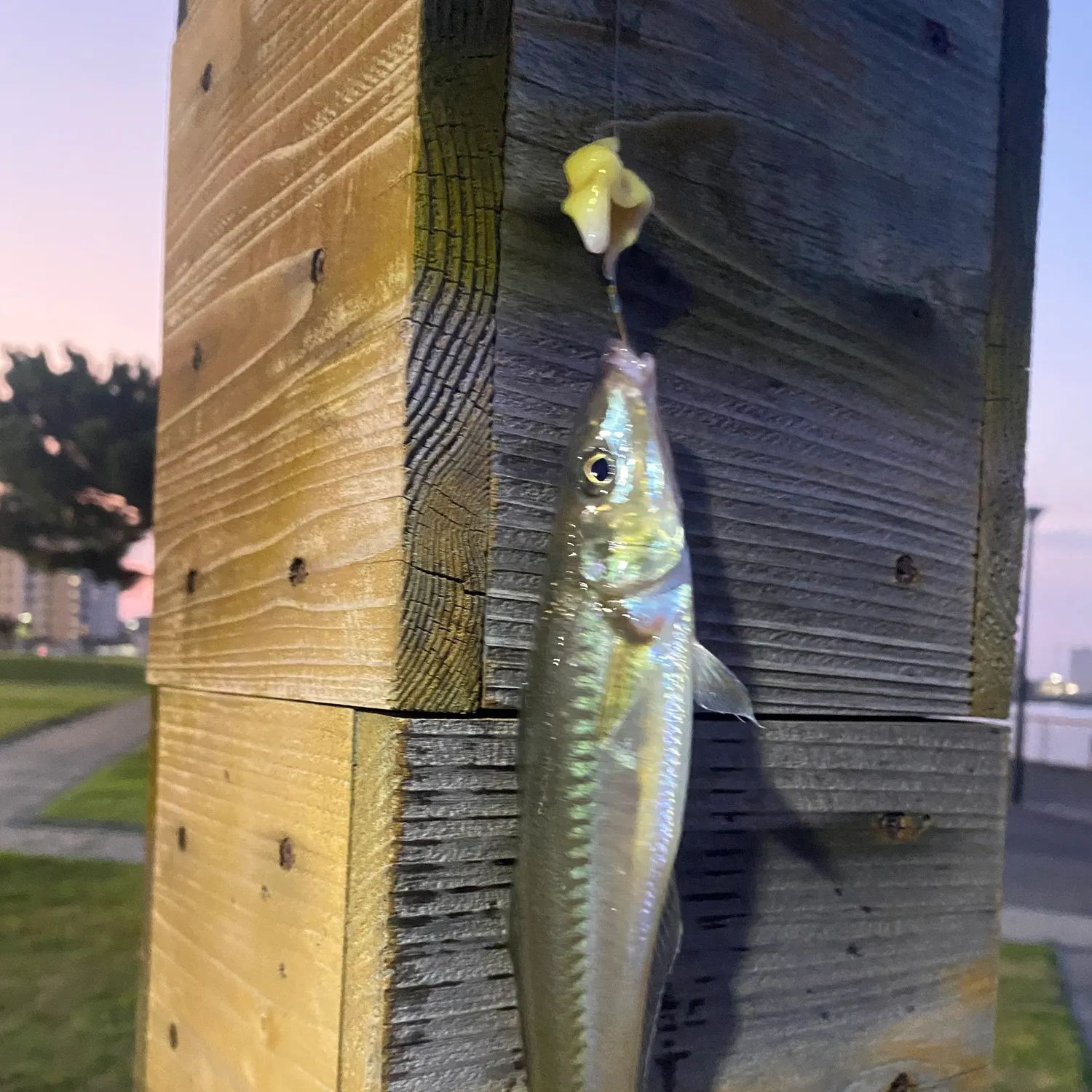 The most recent Japanese whiting catches on Fishbrain