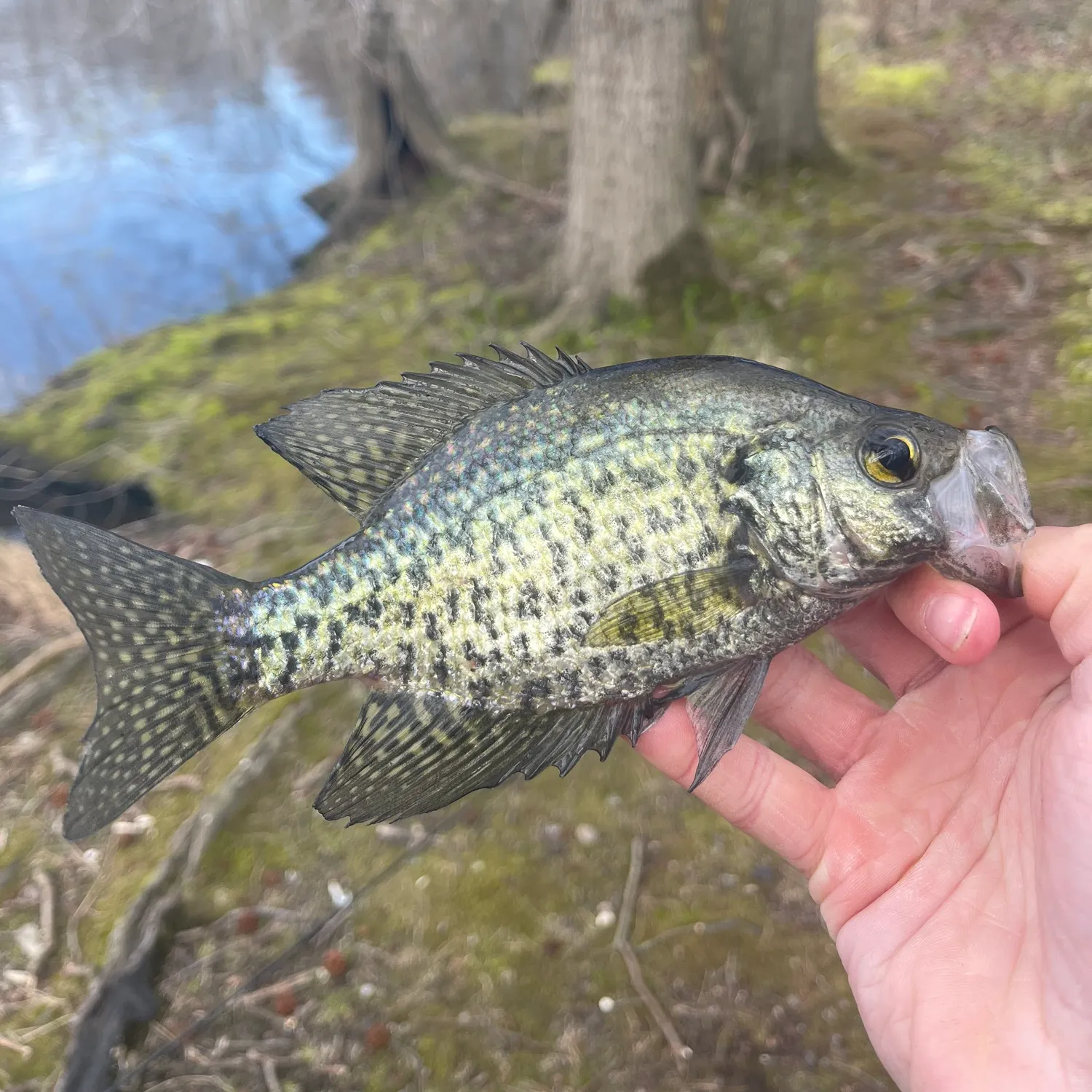 The most recent Magnolia crappie catches on Fishbrain
