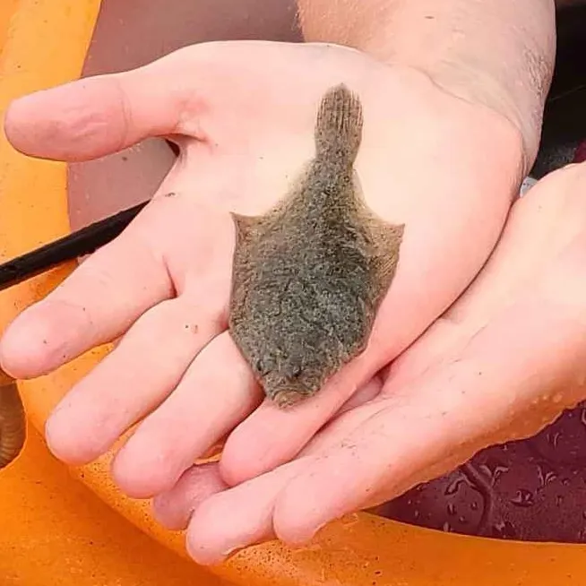 The most recent English sole catches on Fishbrain