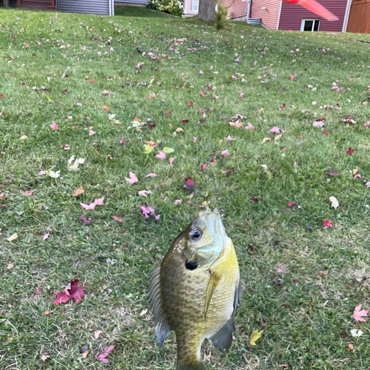 The most recent Bluegill catches on Fishbrain