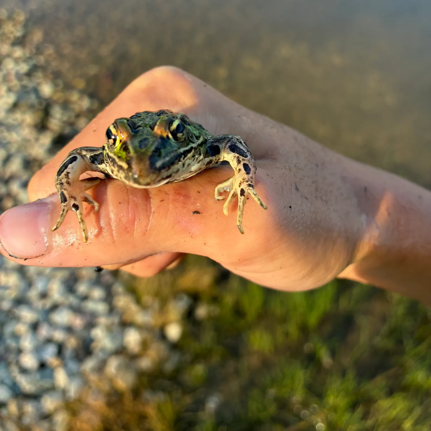 Northern leopard frog caught on Fishbrain
