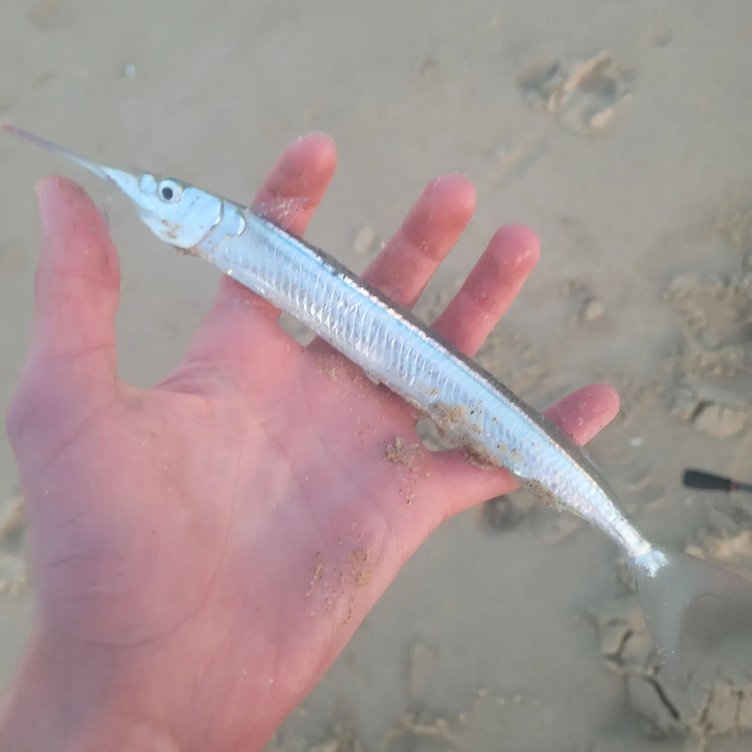 The most recent Eastern sea garfish catches on Fishbrain