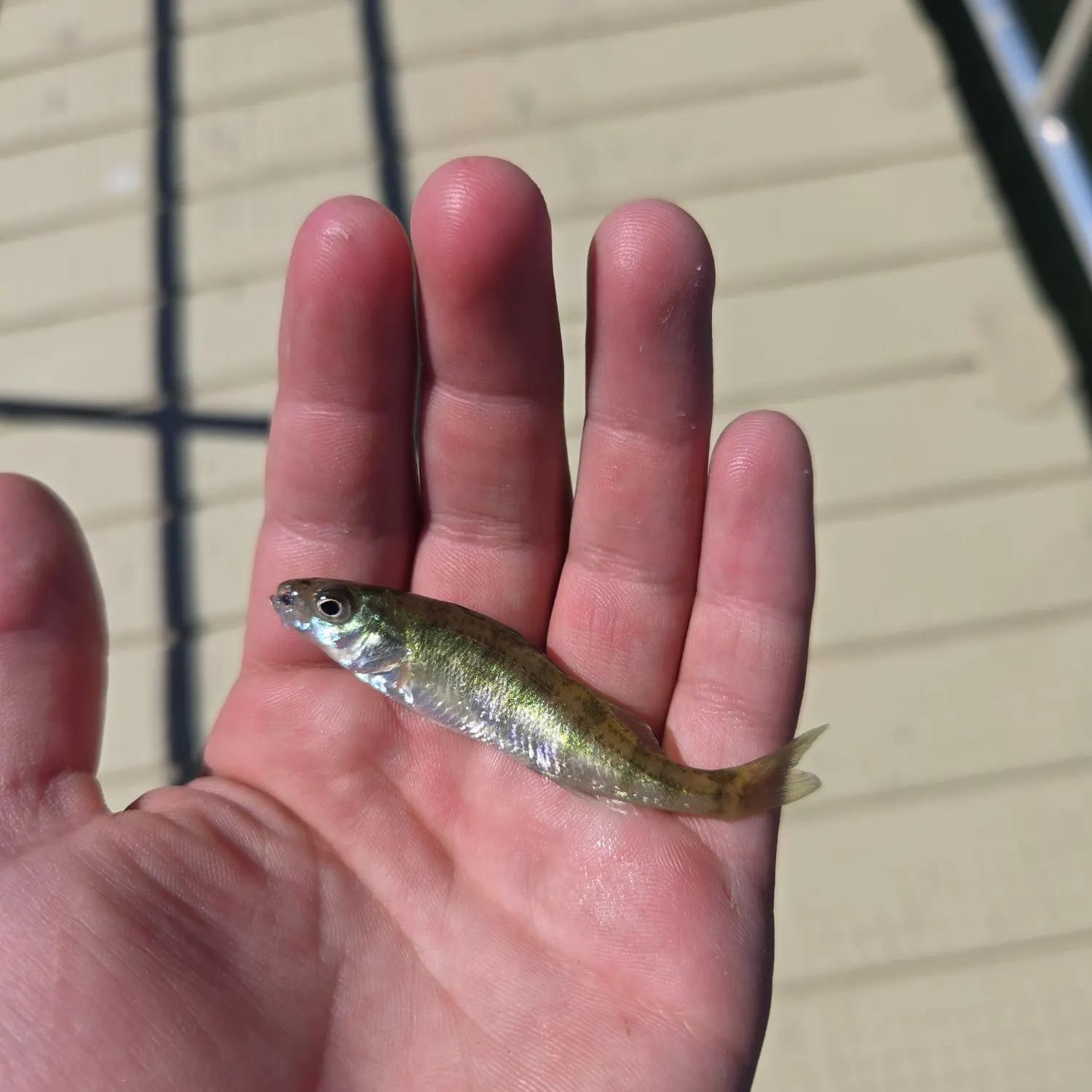 Yellow perch caught on Fishbrain